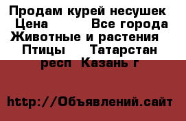 Продам курей несушек › Цена ­ 350 - Все города Животные и растения » Птицы   . Татарстан респ.,Казань г.